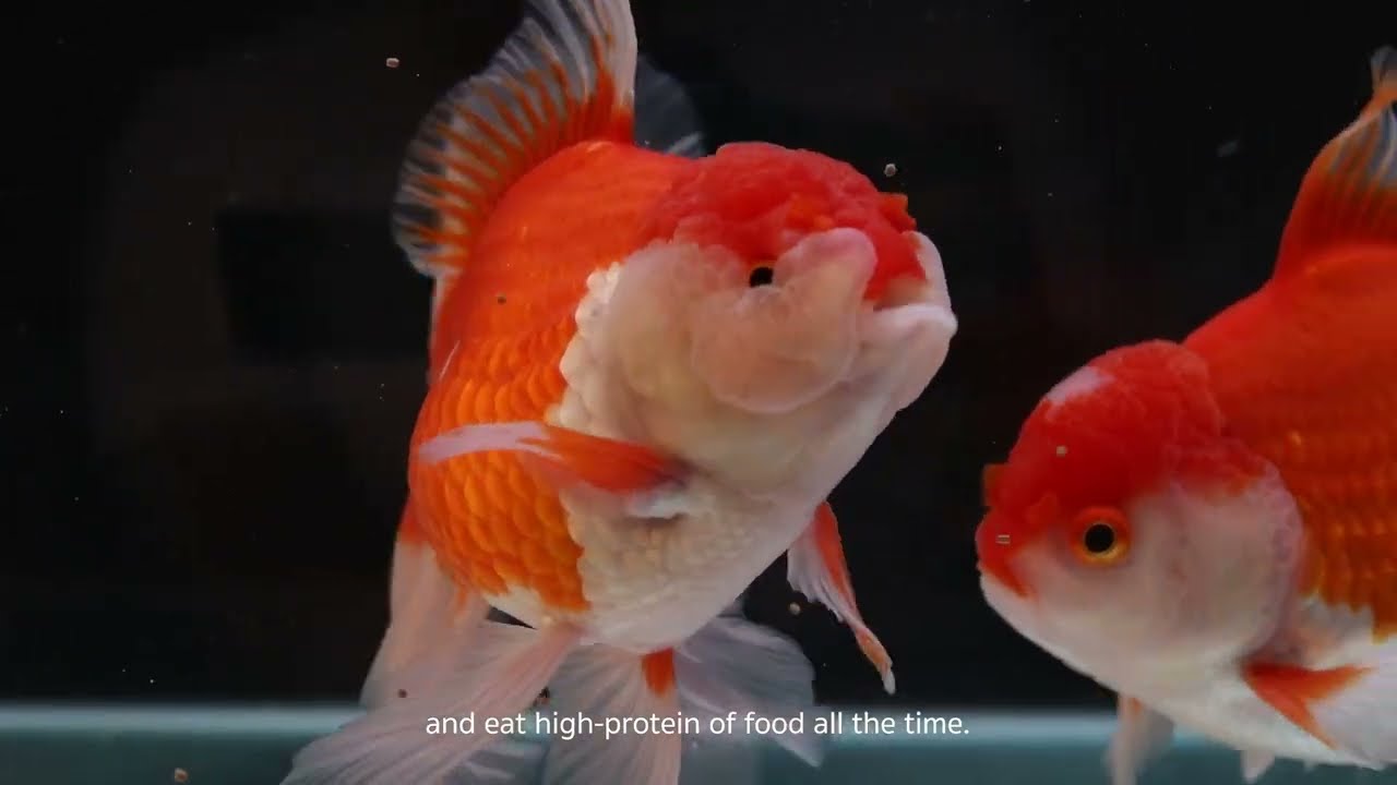DEEP BLOAT PREVENTION : Goldfish food reduce risk swoollen belly and bloating symptoms by up to 99%