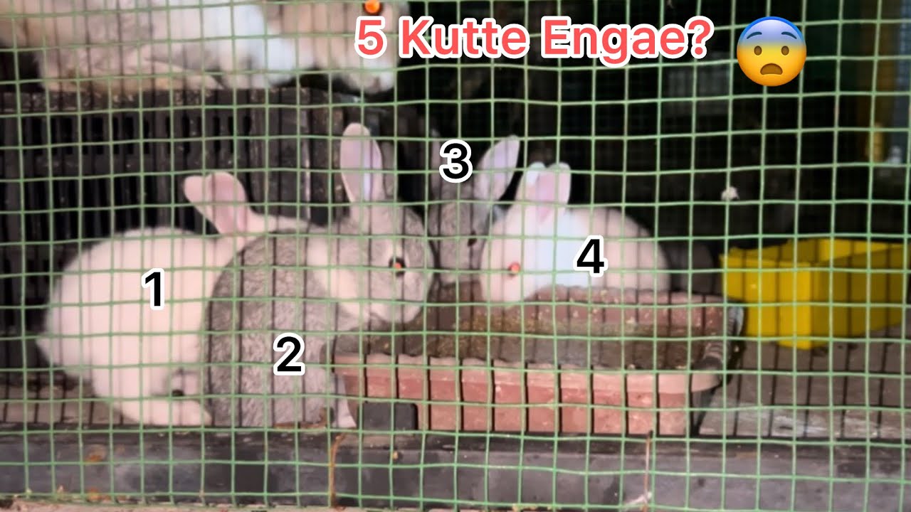 Muyal kutty escape Achu #petsvlogs 