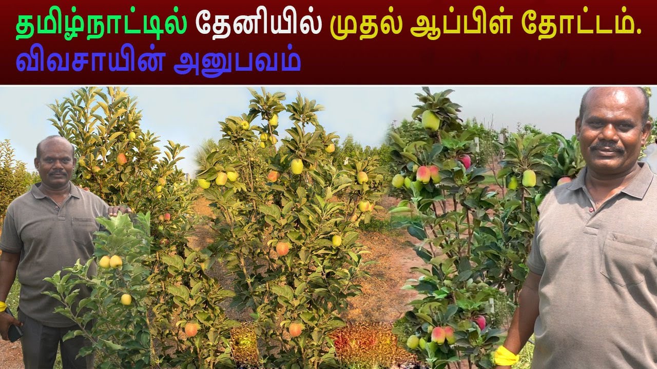 தமிழ்நாட்டில் தேனியில் முதல் ஆப்பிள் தோட்டம் விவசாயின் அனுபவம், Apple Cultivation in Tamilnadu