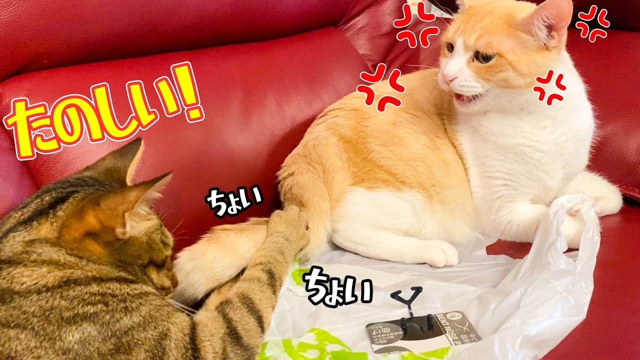 【大喧嘩】弟猫の尻尾で遊んでた結果、案の定ブチギレられます