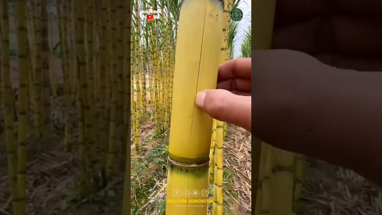 Smoothest Sugarcane Variety
