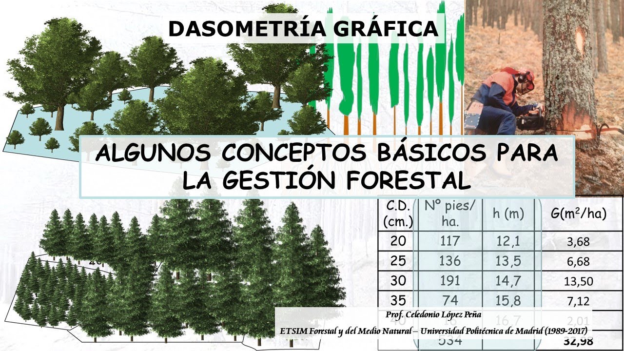 GESTION FORESTAL CONCEPTOS BÁSICOS