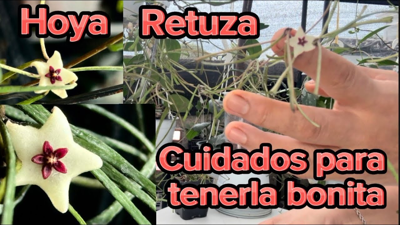 💚Hoya Retuza en floración.💚Flor de cera de hojas raras.🧐