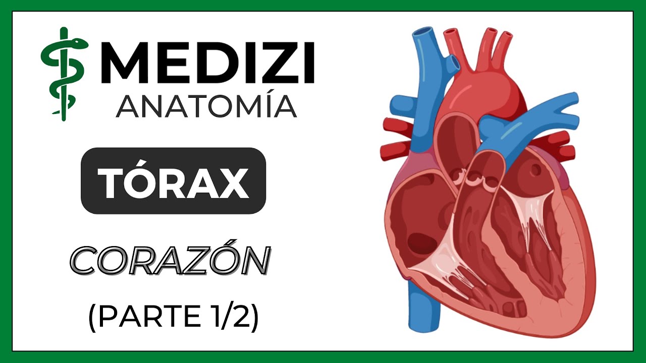 Anatomía del Tórax - Corazón (Parte 1/2)