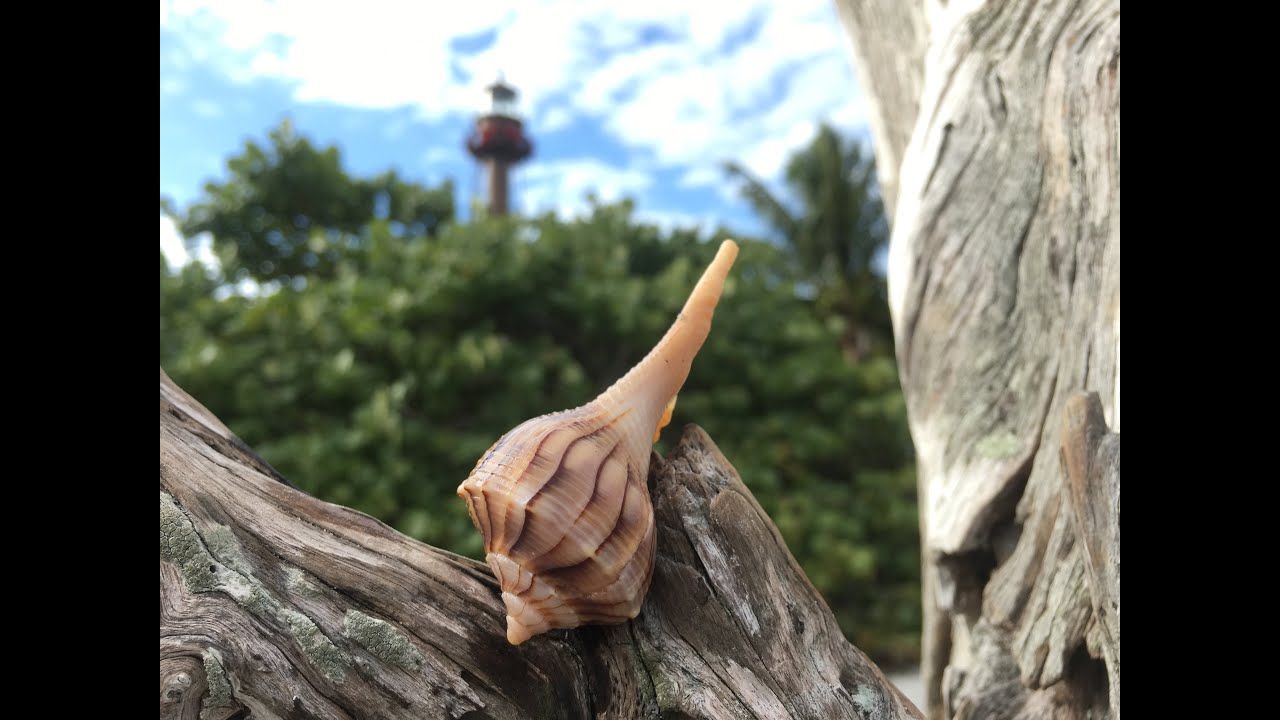 Rooting for Sanibel Seashells