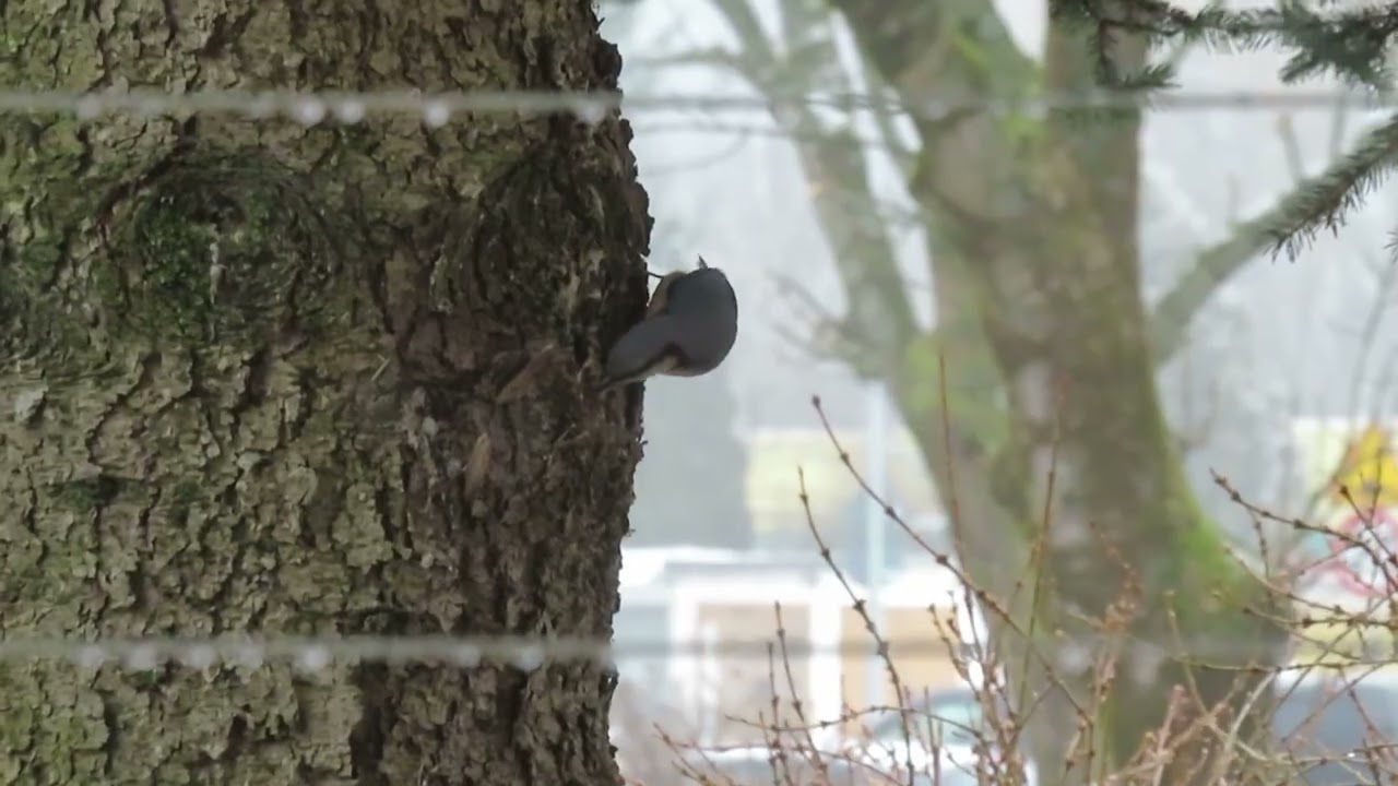 Kowalik i sikorka Modra w moim ogródku