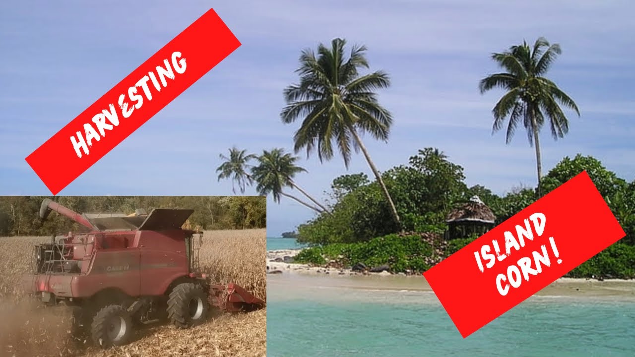 Сбор урожая кукурузы на тропическом острове!