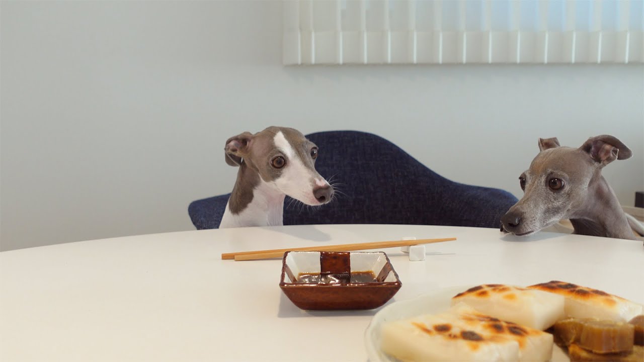 パパの餅がどうしても食べたい愛犬達が可愛すぎるwww