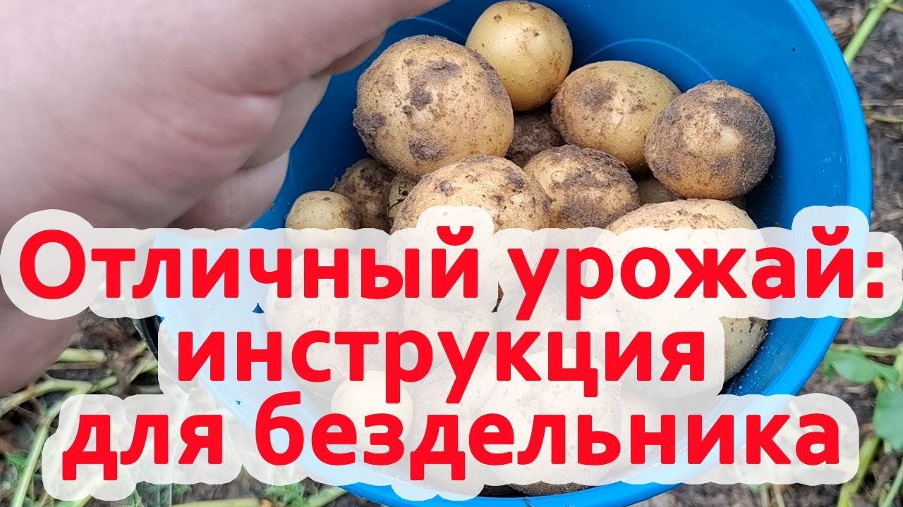 Очень простой и проверенный способ посадки картошки. Урожай хорош!