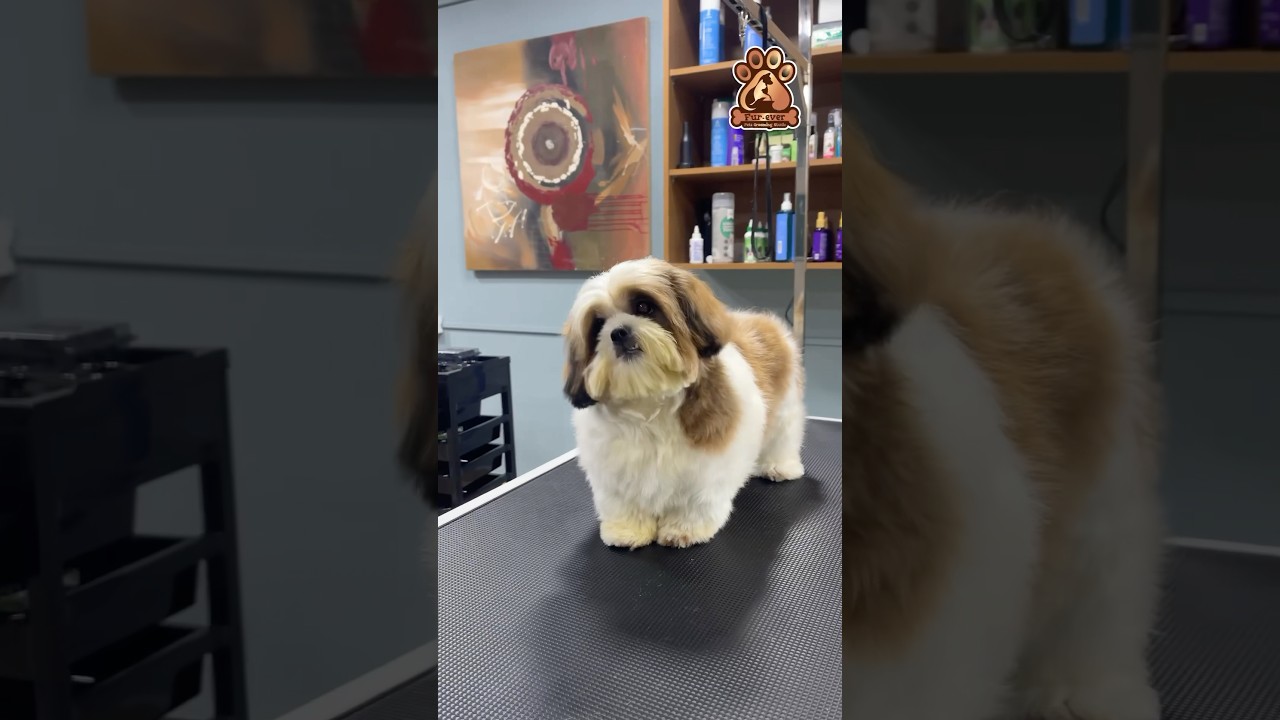 Subramani just had a full grooming glow-up at FUREVER PETS GROOMING STUDIO! ✂️✨