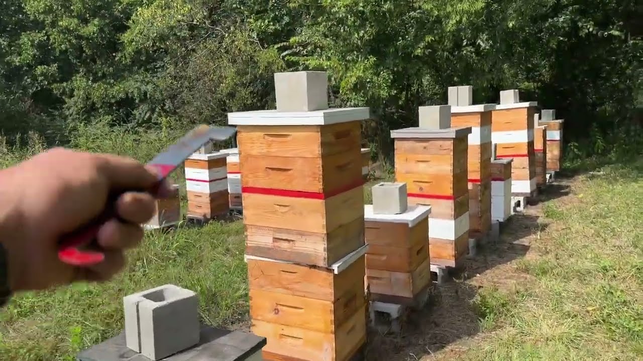 Double Queen Shenanigans - (Building a Bee Business #59)