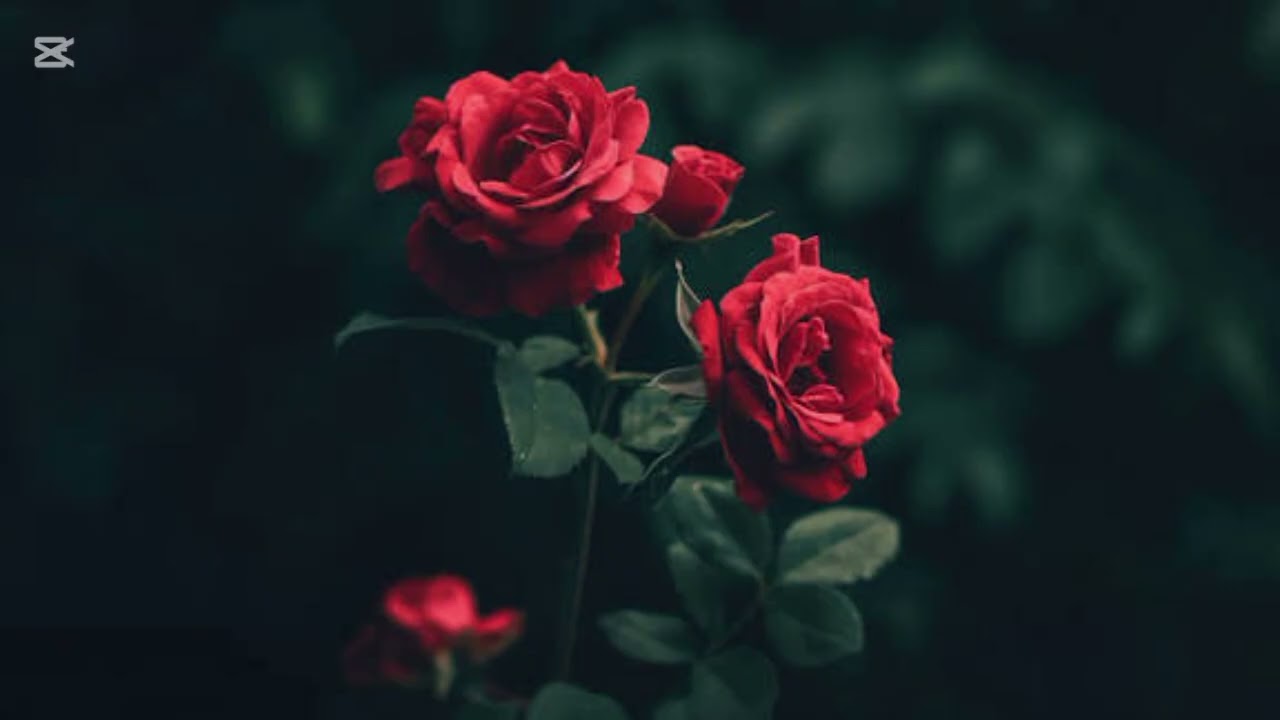 The Symbol of Love — The Rose #flowers #selenicereus #benefits  #plants #garden