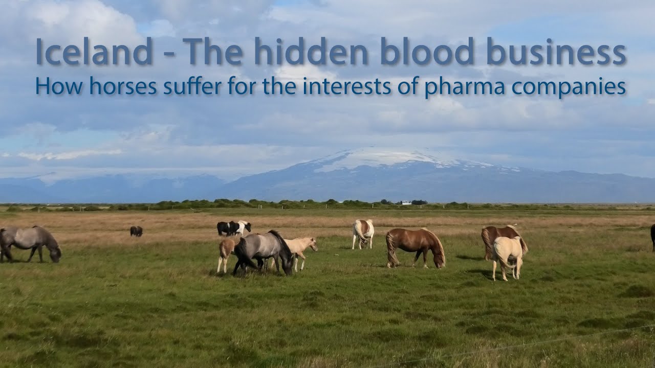 Iceland: The hidden blood business