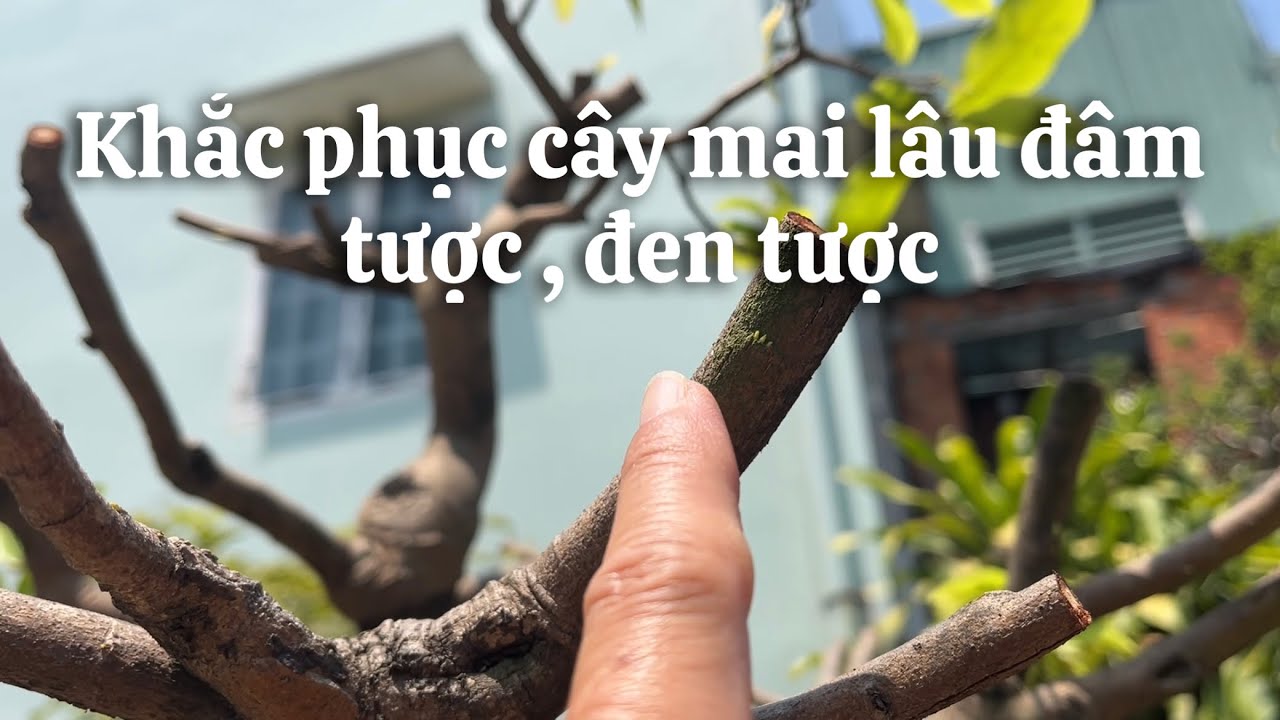 Cách khắc phục cây mai lâu đâm tược , đen tược // 30-1 âl 