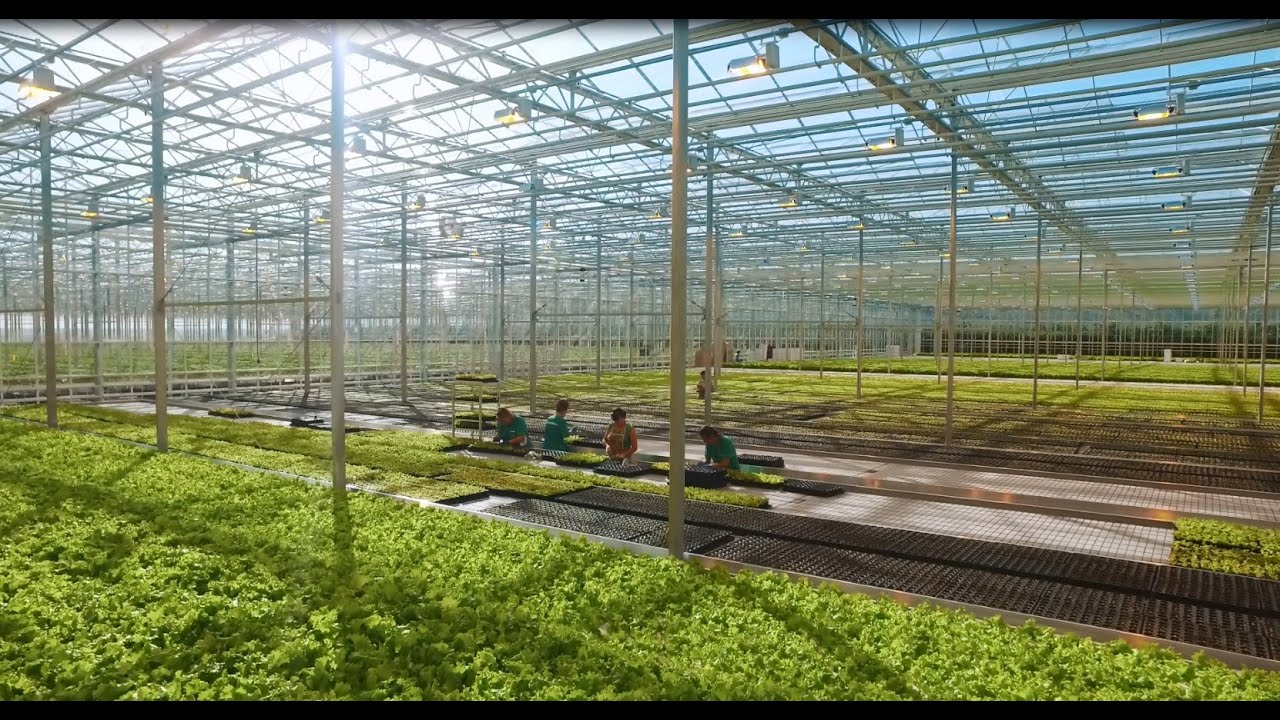 Agro Invest's success story - Russia (English subtitles)