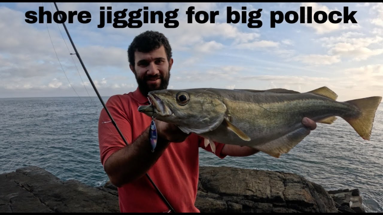 Shore Jigging for Pollock and Wrasse