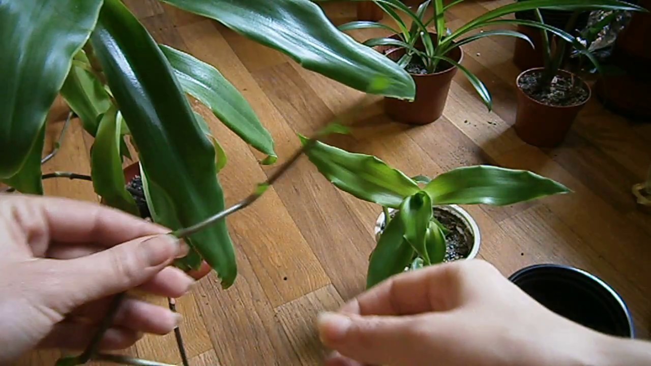 Золотой ус ( Каллизия душистая ).