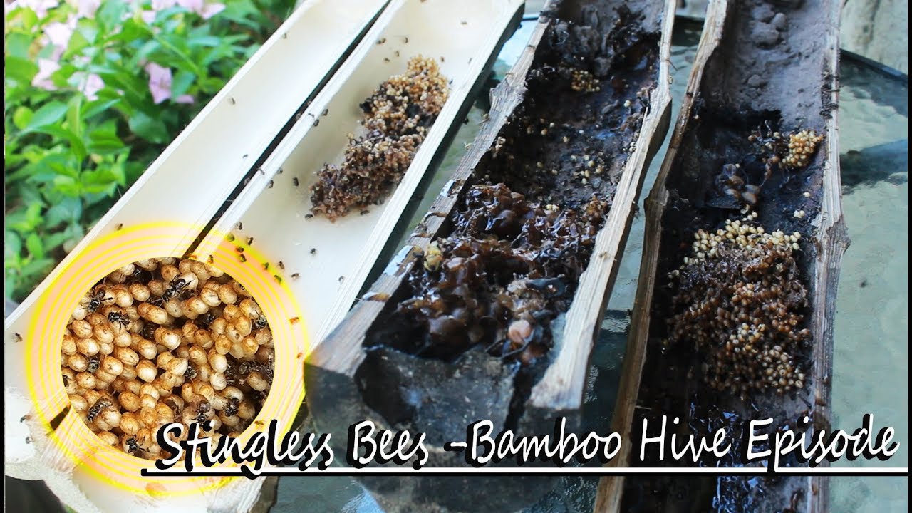 STiNGLESS BEES -BAMBOO HIVE EPiSODE  (Meliponines)