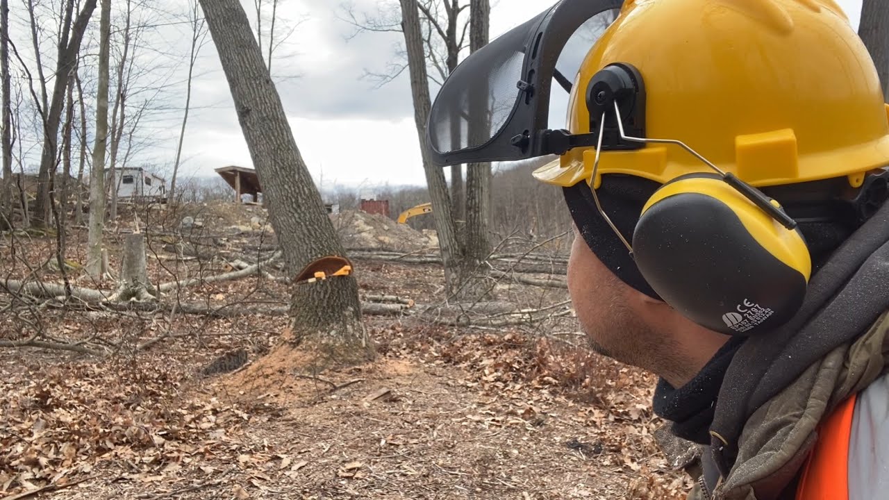 Fun Dropping Trees Stihl 021 Chainsaw 