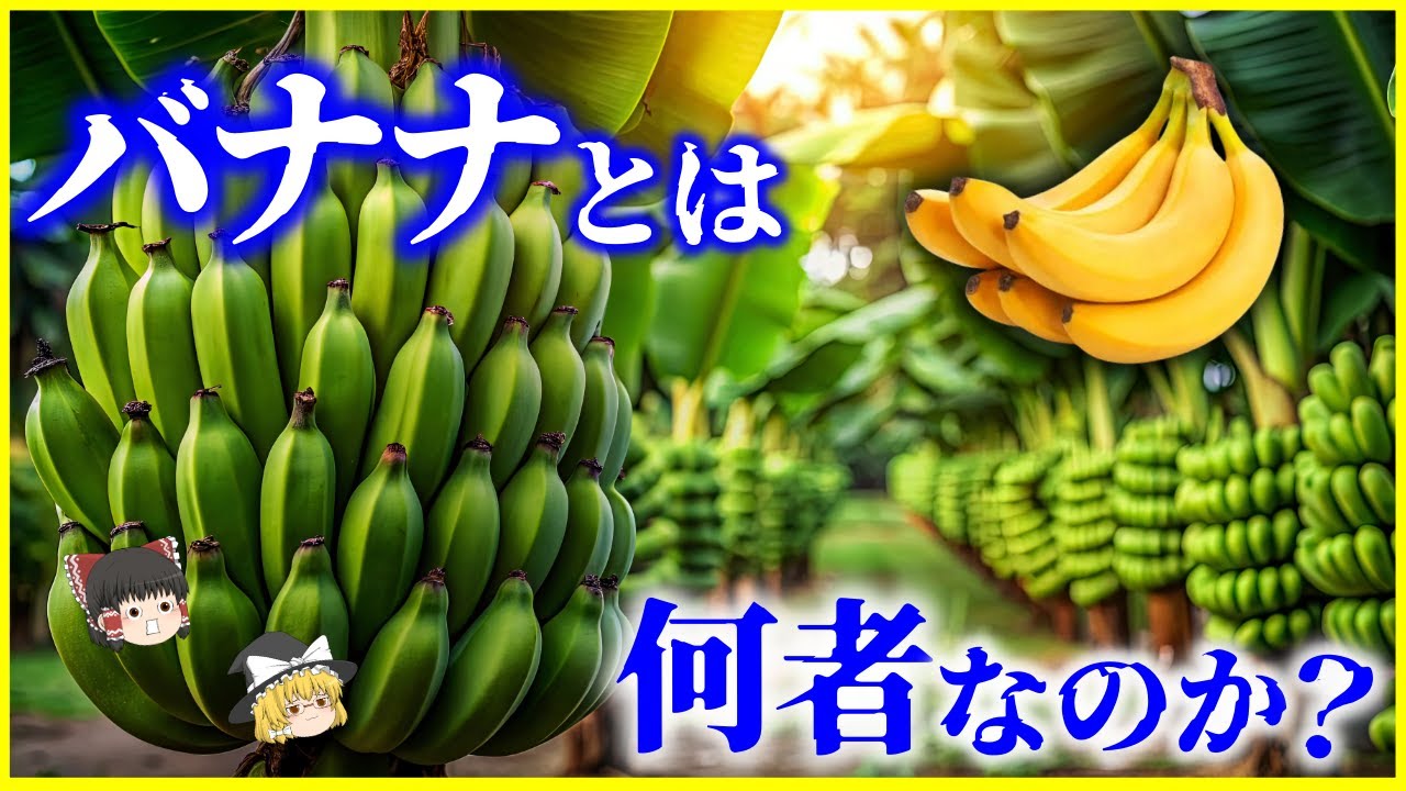 【ゆっくり解説】今、バナナが危機!?植物界の異端児「バナナ」とは何者なのか？を解説/木のように見えて草!?現代のバナナを脅かす危機とは