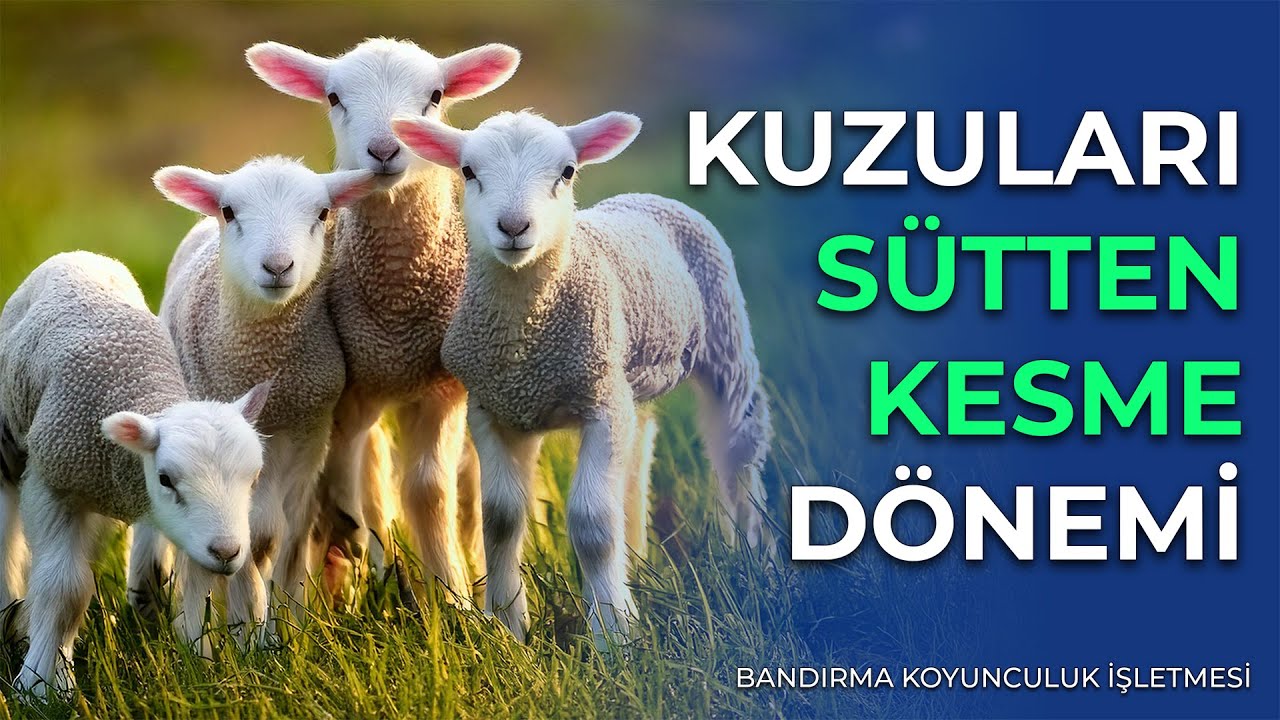 Kuzuları Sütten Kesme Dönemi