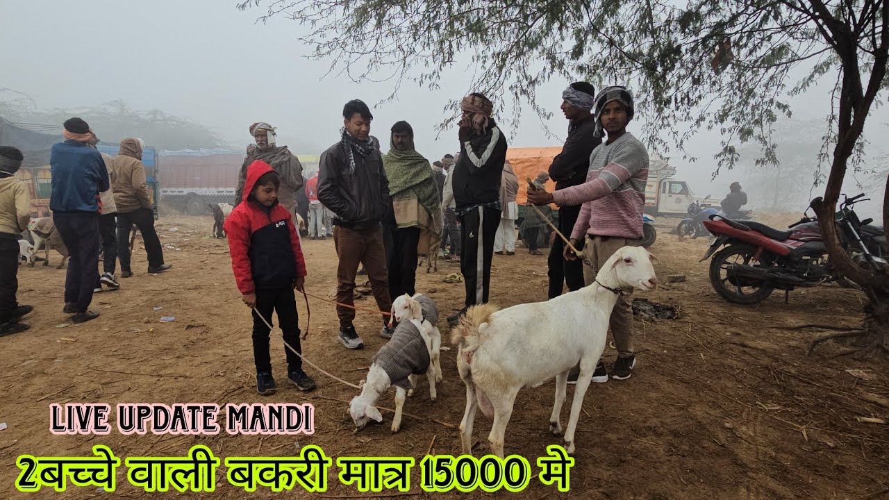 4/1/2025 आज का बाज़ार Live Full Update Mahavan Mathura Bakra Mandi || महावन की मशहूर मुंडी बरबरी