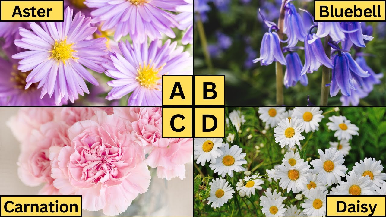 ABC Flowers | Learn Alphabet from A to Z | Beautiful Flowers for Kids