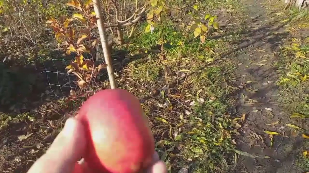 Органическое садоводство. Яблоня сорт зимний Ренора (apple Renora). Обзор и дегустация