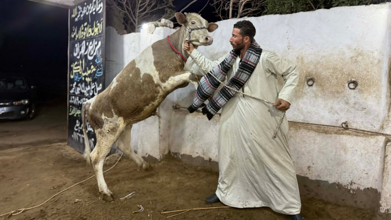 سلالات التحويل العالي أبطال التسمين بمزرعة حبيبي الكل اعلي معدل تحويل اعلي سلالات في العجول البقر