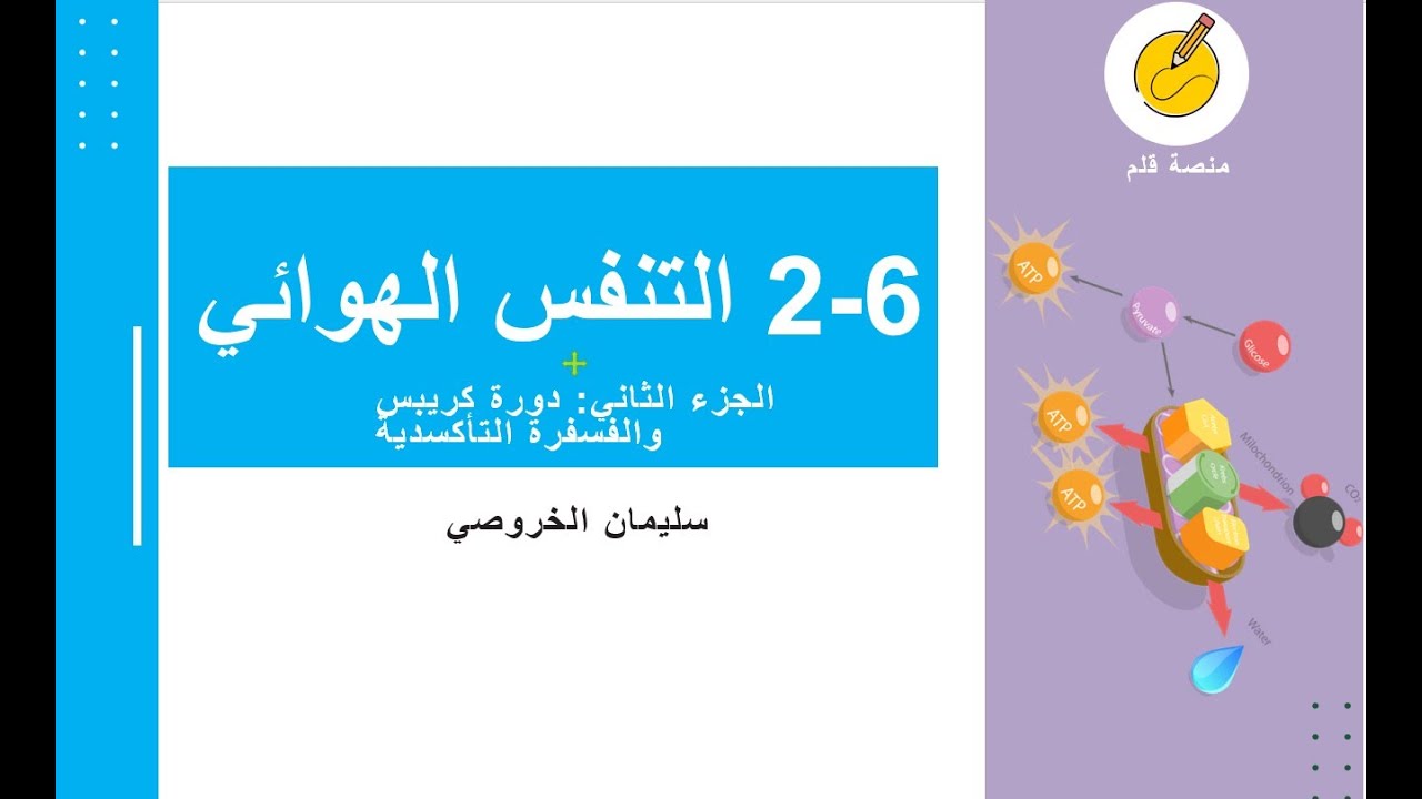 6-2 التنفس الهوائي: الجزء الثاني: دورة كريبس والفسفرة التأكسدية