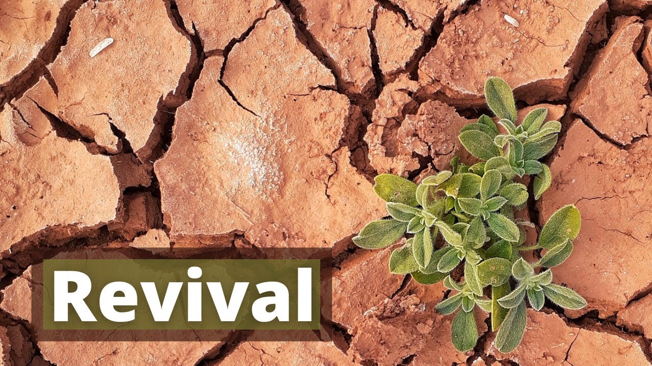 Nehemiah's Revival (Nehemiah 8:1-12)