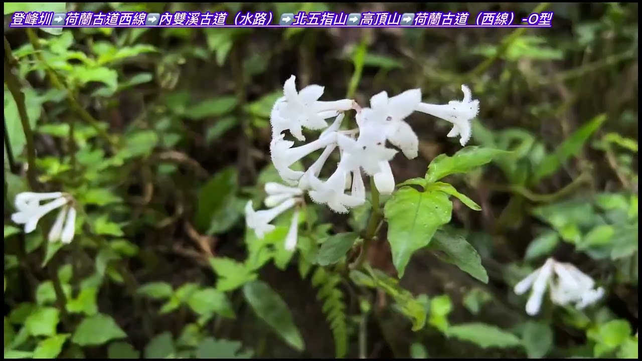 炎熱的天氣最佳的登山路線.戲水爬山.荷蘭古道（西線）.內雙溪古道（水路）.北五指山.高頂山. O型路線