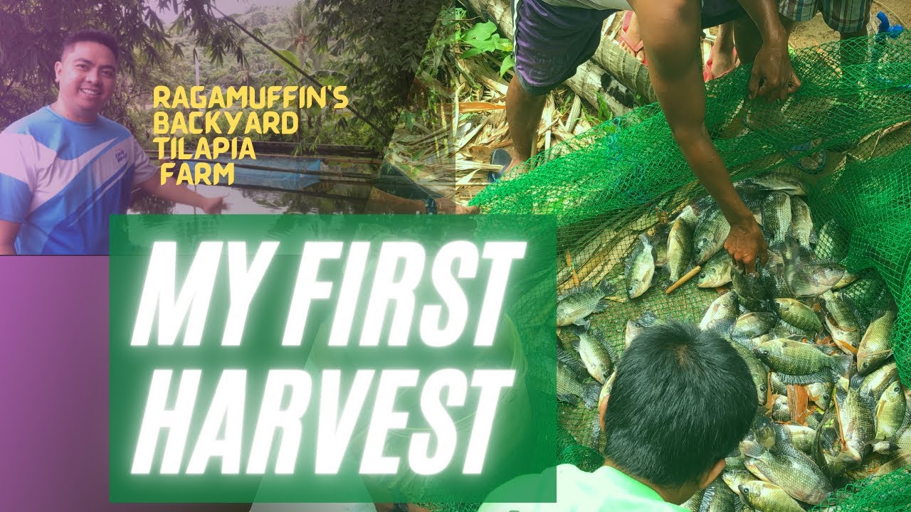 BACKYARD TILAPIA FARMING: HARVEST TIME!
