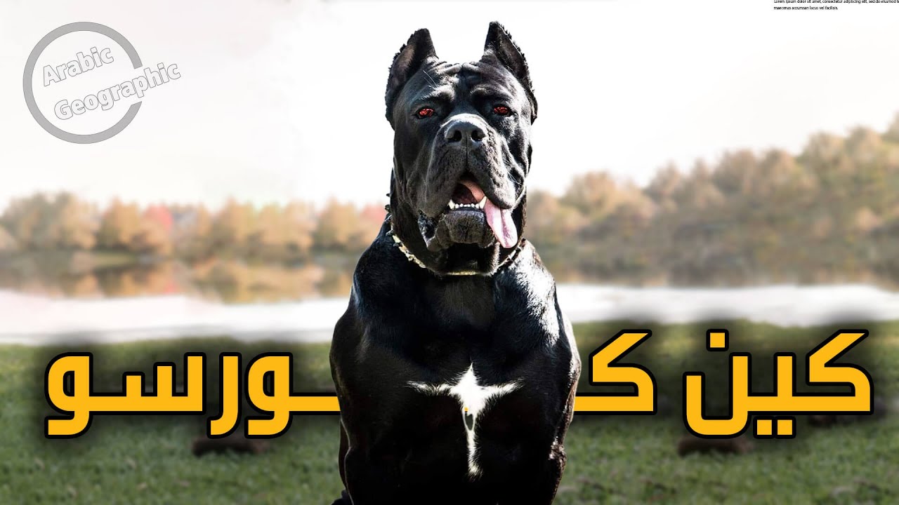 أحذر قبل تربية كلب الكين كورسو