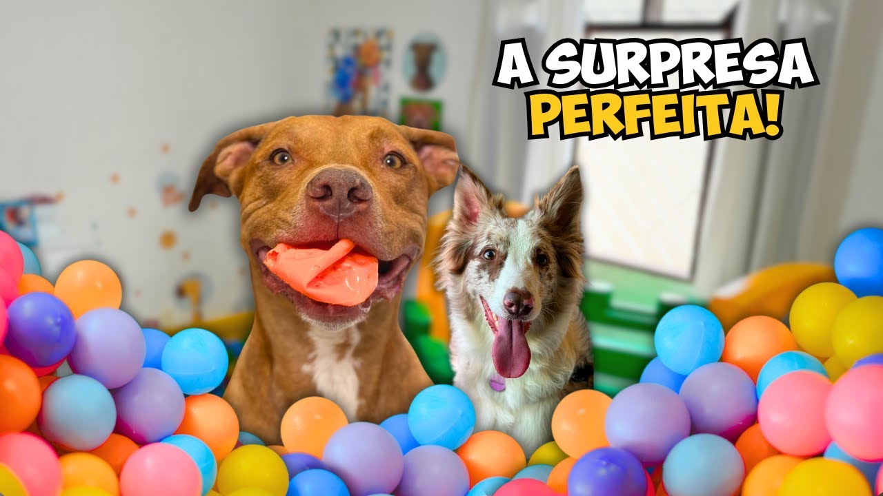 Surpreendemos Nossos Cachorros no Dia das Crianças com Algo Incrível!