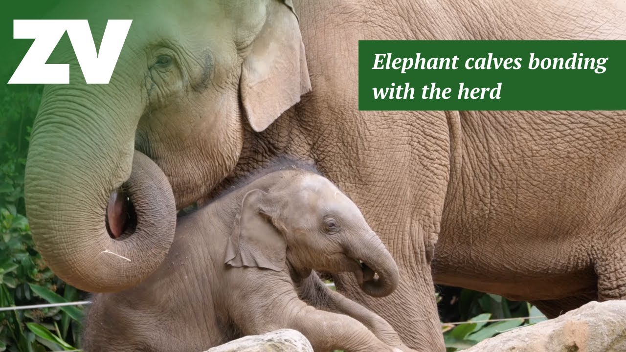 Elephant calves are bonding with the herd at Melbourne Zoo!