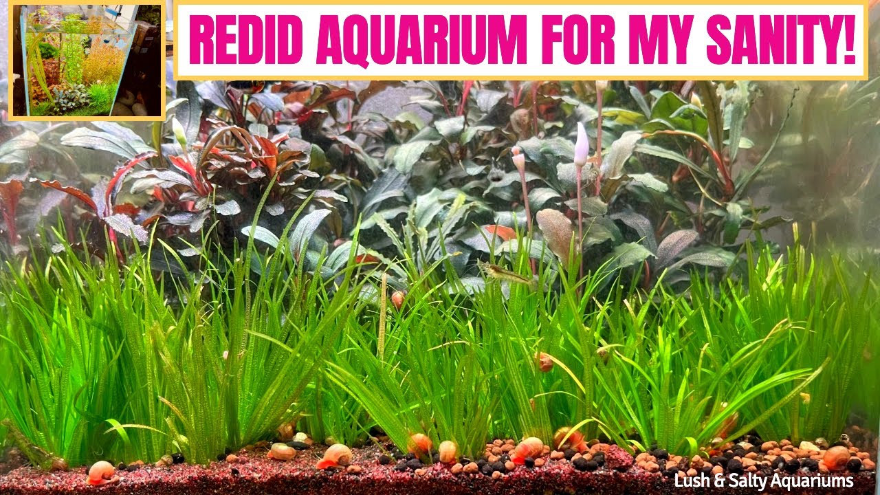Why Did I Redo Gorgeous Aquarium!?