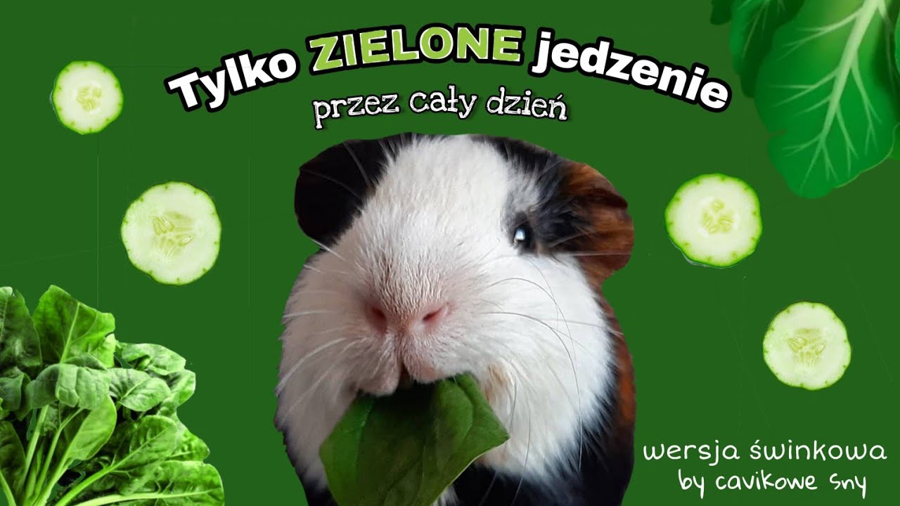 TYLKO ZIELONE JEDZENIE przez cały dzień🥬 wersja świnkowa🐷