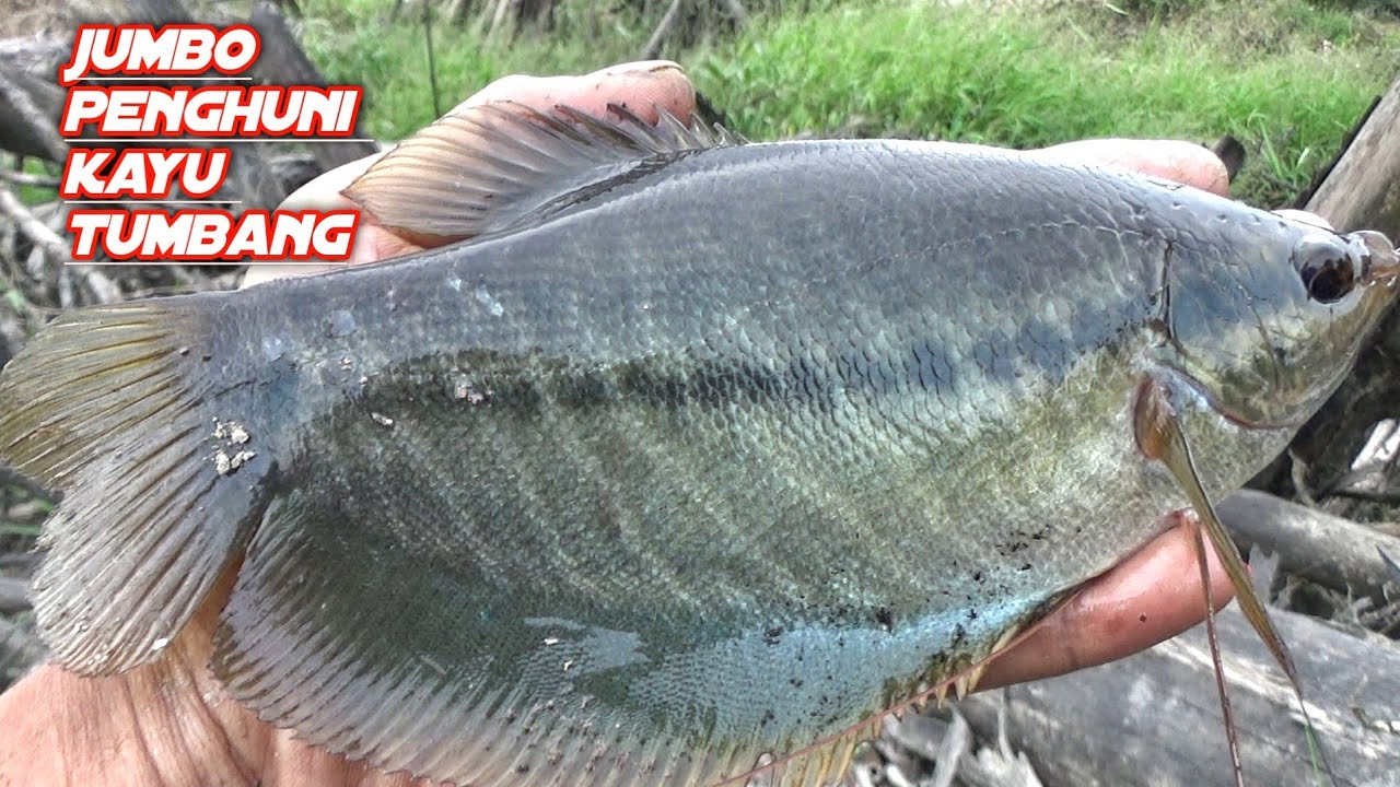 REKOR PERTAMA DI AWAL TAHUN, 2025  SEPAT SIAM  JUMBO,MANCING SEPAT SIAM
