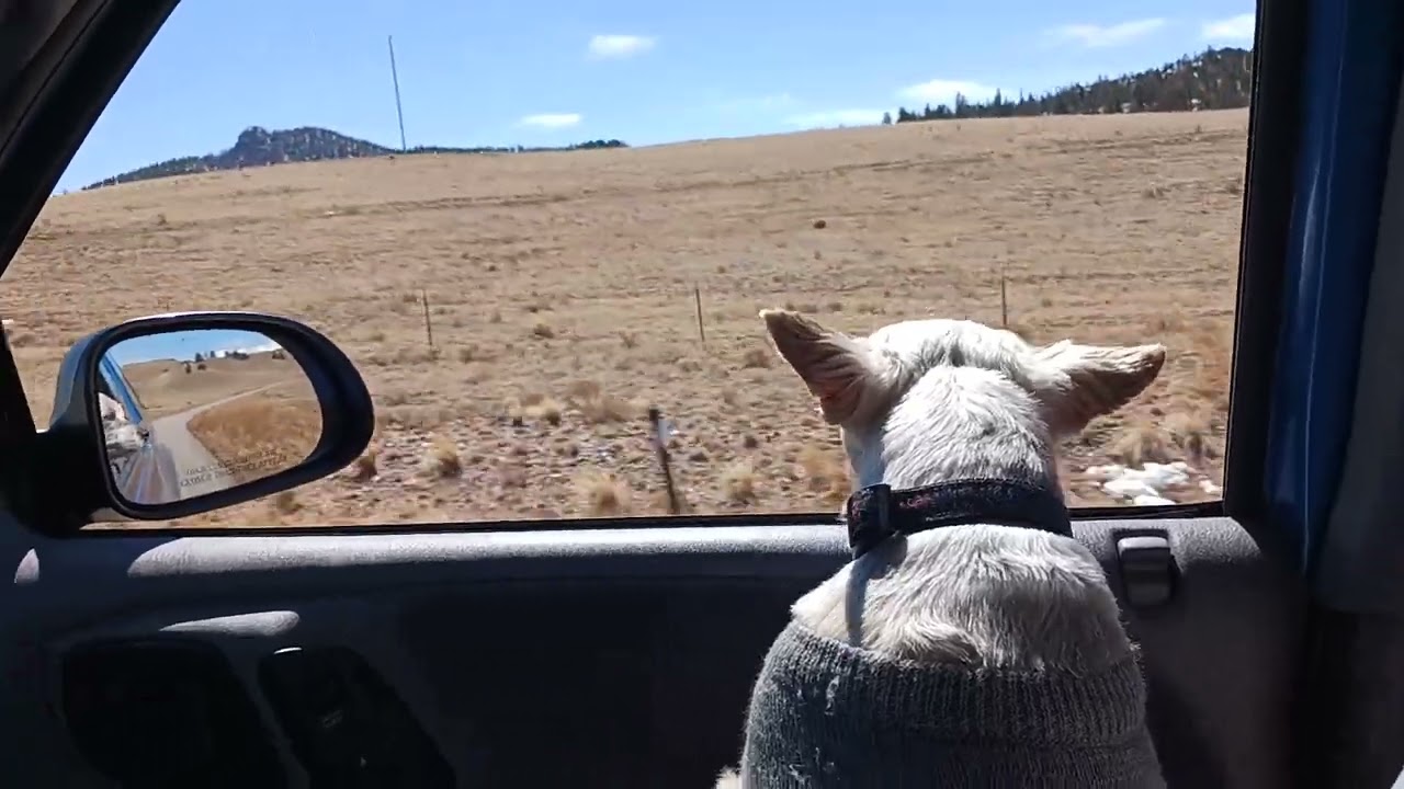 Tucker enjoying the car ride.