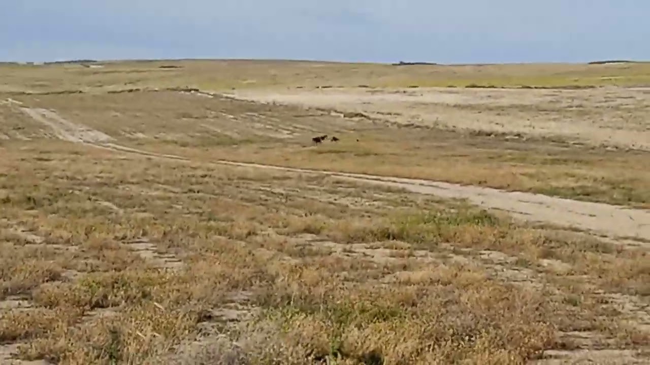 galgos epila