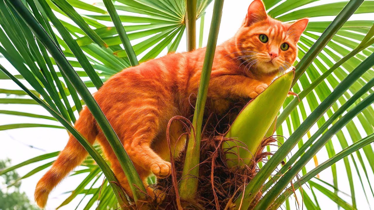 Is Your Cat's Love for Climbing Trees and Caves Actually a Hidden Talent? Raw Sounds