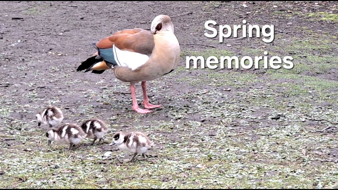 Spring Memories — Tiny Goslings & Ducklings Being Super Cute