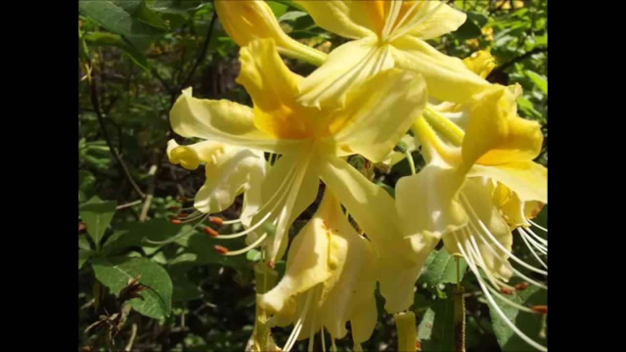 Jeli arbor&eacute;tum sz&eacute;ps&eacute;gei
