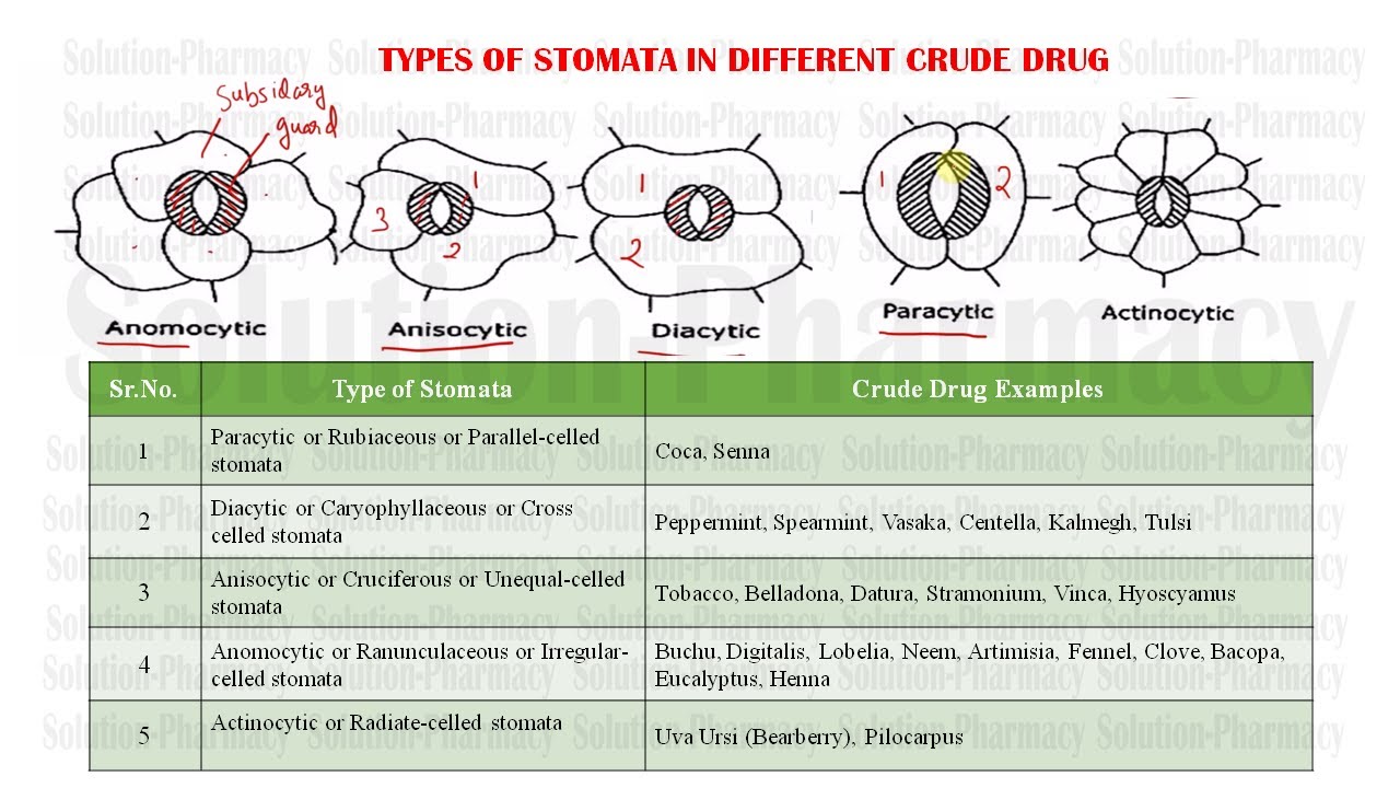 Types of Stomata Present in Crude Drug: GPAT, Pharmacist & other Exam Exclusive