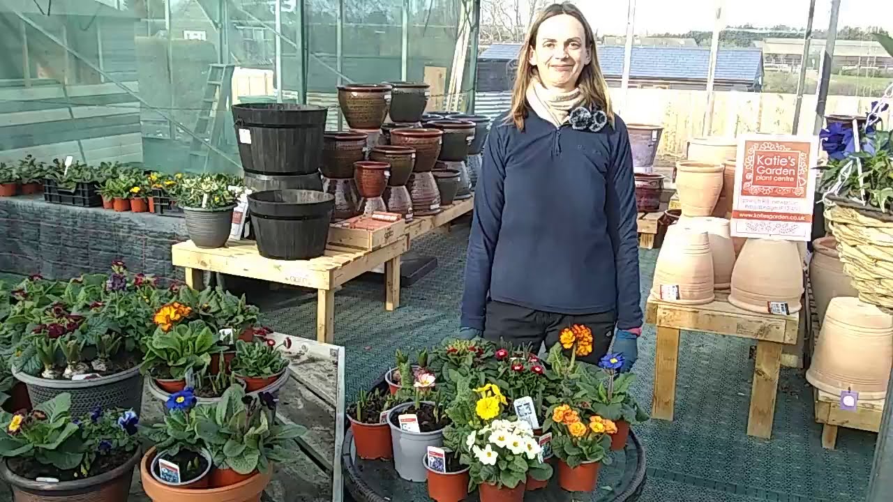 Plant spring bulbs and bedding to brighten your borders and pots!