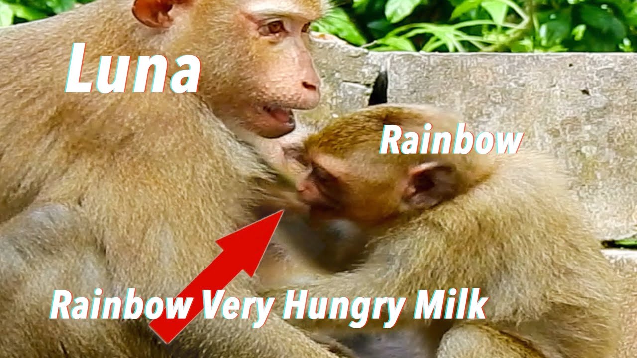 Nice Clip! Pitiful Lovely Baby Rainbow Very Hungry Milk I So Cute Monkey I Too Much Adorable Monkey.