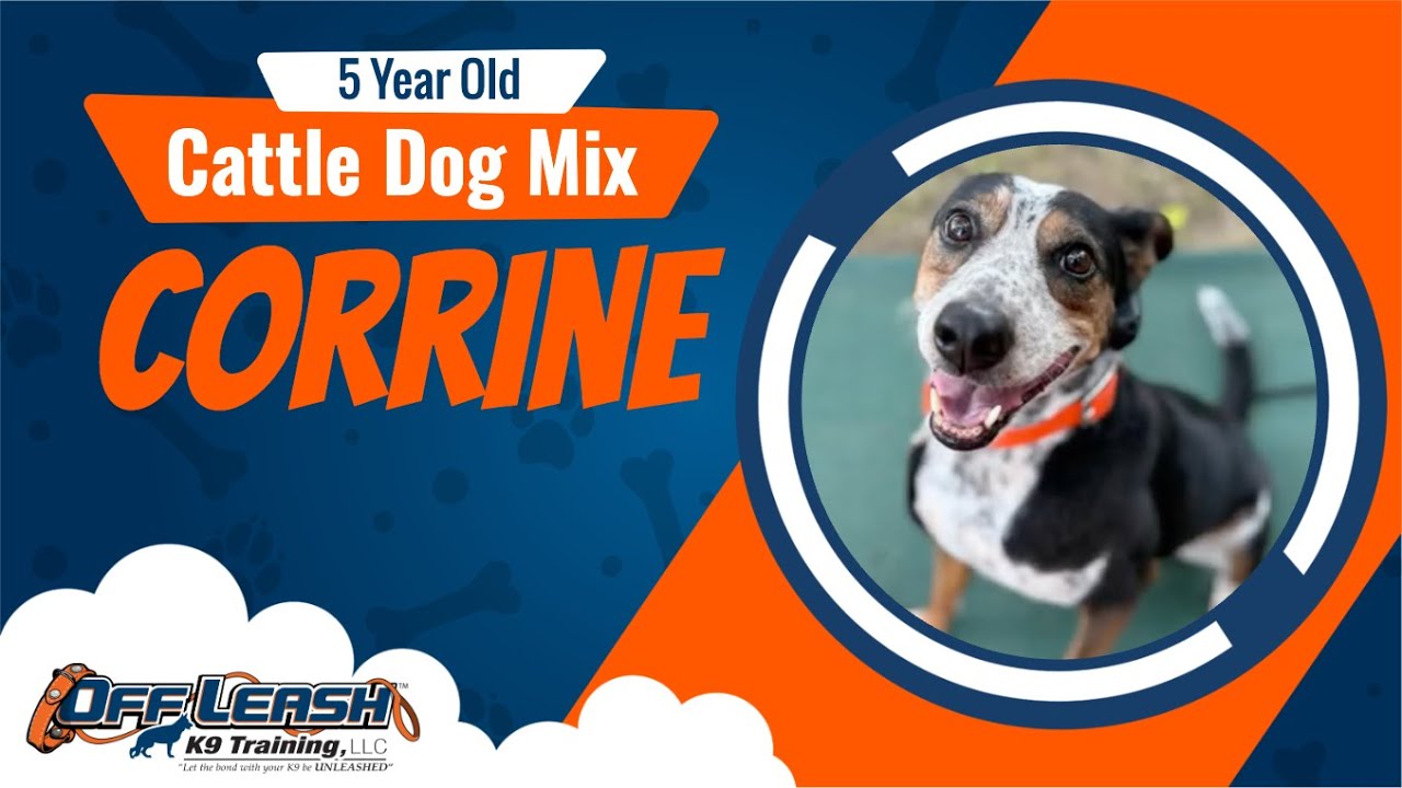 Cattle Dog Mix, 5 yrs old, Corrine | Best Dog Training Central Missouri | Off Leash K9