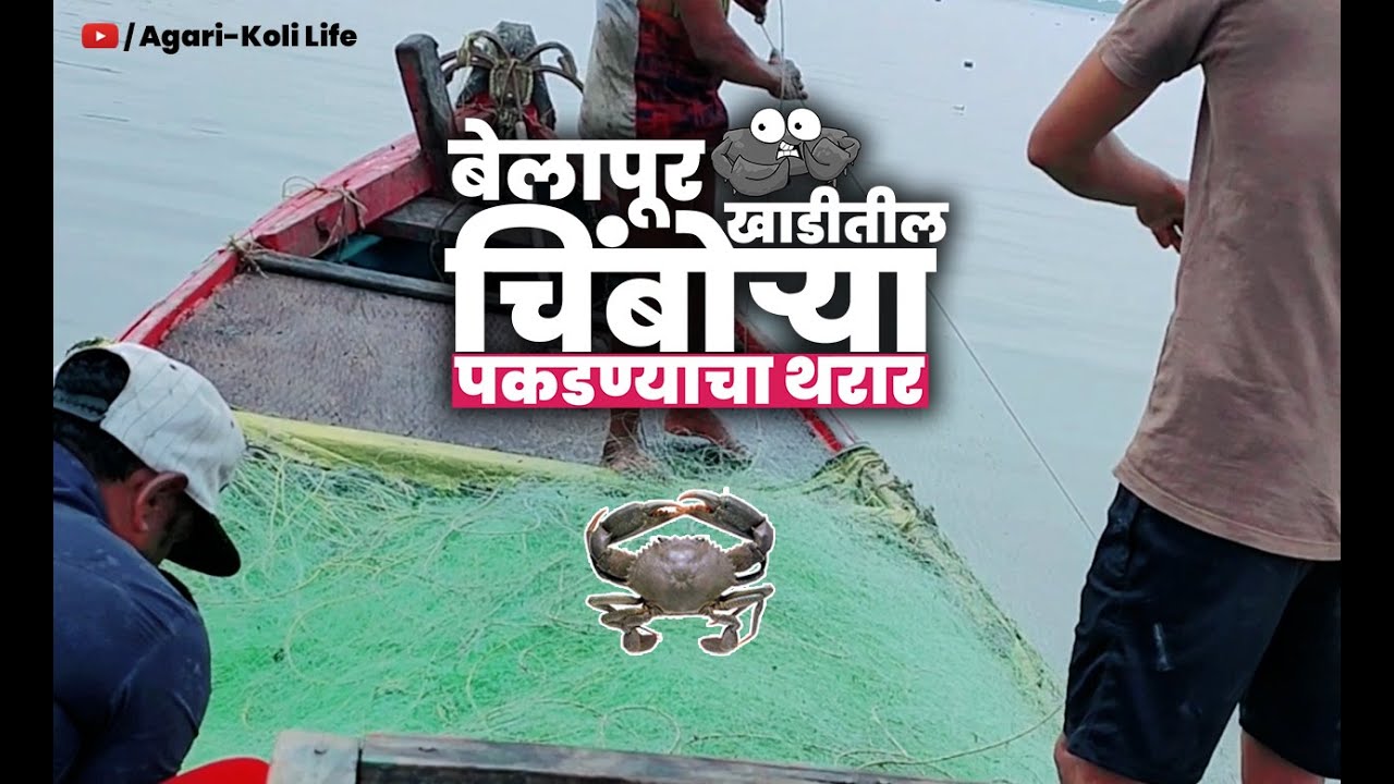 Mud crabs Catching at Belapur creek || बेलापूर खाडीतील चिंबोऱ्या पकडण्याचा थरार || Agari-Koli Life