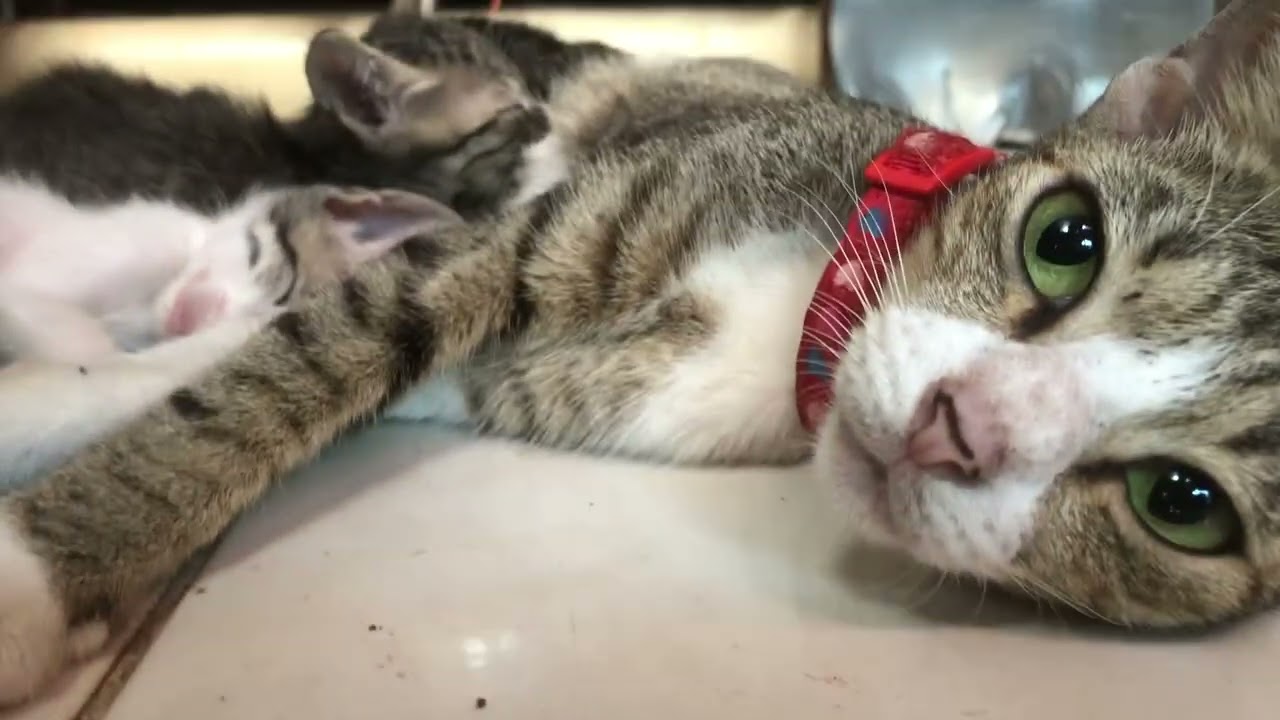 She has 5 kittens!!